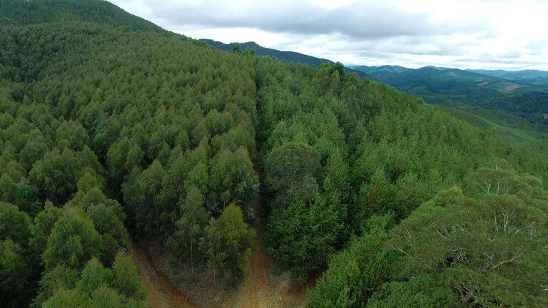 foto de imagem de Floresta da Melhoramentos